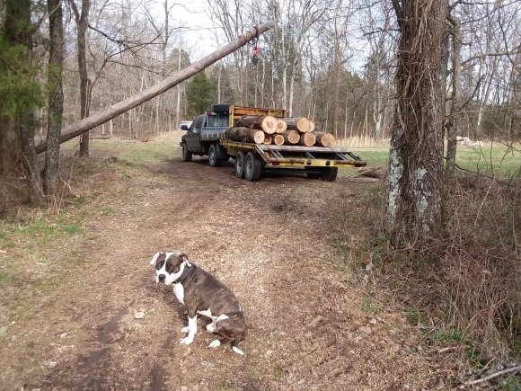 Logs ready for the sawmill