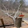 SYCAMORE-FELLED-SML-3-1-14-14-