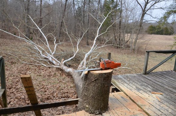 SYCAMORE-FELLED-SML-3-1-14-14-